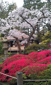Cherry Blossoms In Bloom At Japanese Tea Garden In Golden The Element Water The Element Water Is One Of Th In 2020 Beautiful Gardens Japan Garden Japanese Garden