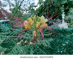Image result for Erythrostemon