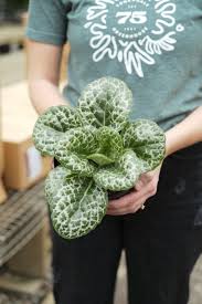 Image result for Streptocarpus kamerunensis