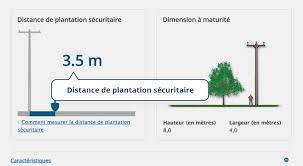 Plantation D Arbres Et Fils Electriques