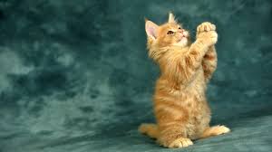 Usapkan shampo pada tubuh anak kucing, dimulai dari punggung, kemudian ekor, kaki belakang, perut, dan terakhir kaki depan. 3 Cara Aman Memandikan Anak Kucing Anda Pet Food Indonesia