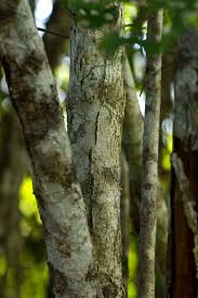 Image result for Dombeya kirkii