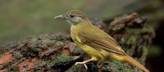 Maybe you would like to learn more about one of these? Info Ciri Fisik Dan Harga Burung Cucak Jenggot Daftar Harga Tarif