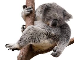 People have speculated that koala bears sleep for so many hours because of intoxication from their diet consisting entirely of eucalyptus leaves. Napping Koala Bear In Eucalyptus Tree Icons Png Free Png And Icons Downloads