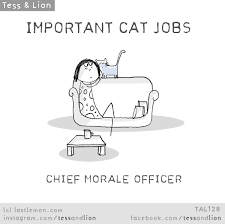 Important Cat Jobs Chief Morale Officer In 2020 Cat Jokes Crazy Cats Cat Owners