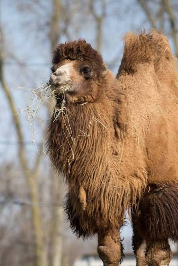 Bactrian camels' unique adaptations for extreme weather