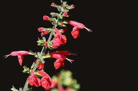 Image result for Salvia coccinea