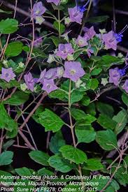 Image result for Karomia