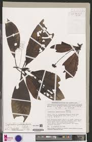 Image result for Psychotria hypsophila