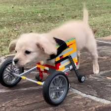 How to make a dog wheelchair: Wheelchairs For Dogs Front Legs Atomussekkai Blogspot Com