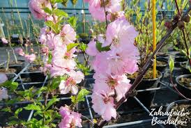 Image result for mandloň trojlaločná