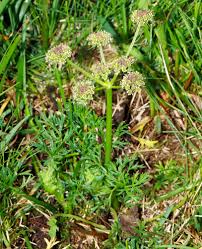 Image result for Physotrichia atropurpurea