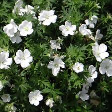 Articles traitant de géranium vivace écrits par kay17. Plantes Vivaces Geranium Sanguineum Album Geranium Vivace Bec De Grue En Vente Pepiniere Lepage