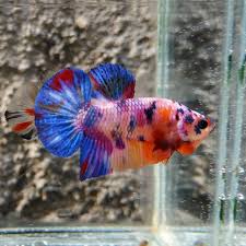 Beli cupang multicolor online berkualitas dengan harga murah terbaru 2021 di tokopedia! Cupang Plakat Nemo Multicolor Top Grade Shopee Indonesia