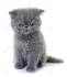 Exotic Shorthair Cat Breed Profile | Petfinder