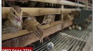 Jual kandang burung puyuh di malang. Harga Konsentrat Puyuh Petelur Bibit Puyuh Malang