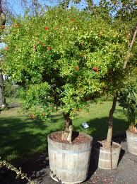 Image result for Punica granatum