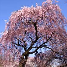 While weepyness occurs in nature, most weeping trees are cultivars. Pink Weeping Cherry Trees For Sale Brighterblooms Com