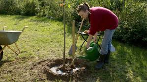 Einen obstbaum einzupflanzen, ist nicht schwer. Obstbaume Im Herbst Pflanzen Ndr De Ratgeber Garten Nutzpflanzen