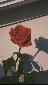 Check spelling or type a new query. Pseudycus Flower Flowers Rose Roses Floral Florals You Are In The Right Place About Wallpaper Rosa Del Aesthetic Roses Rose Wallpaper Flower Aesthetic