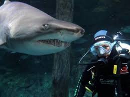 Pin On Sealife