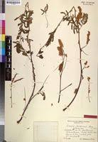 Image result for Acacia goetzei