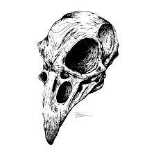 Vector Version Inktober2017 Octoberfun Crow Skull Drawing Inkdrawing Pencilsketch Pjclayton Pjclaytoncre Animal Skull Drawing Skull Drawing Skull Art