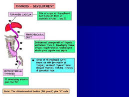 Nonetheless, as no neural crest cells entering the ultimobranchial bodies or the primordial pouch endoderm have ever been unequivocally demonstrated in any mammalian embryo, proof of this. Thyroid Parathyroid Embryology Day 24 Th Gestation Ass