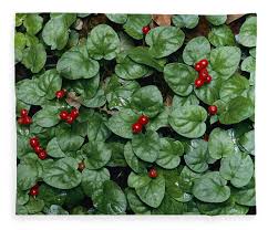 Image result for Geophila repens
