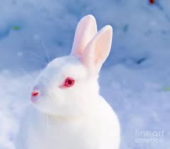 White Rabbit In Snow Is A Photograph By Gry Thunes Which Was Uploaded On November 16th 2015 The Photograph May Be White Rabbit Pet Rabbit Care Albino Rabbit