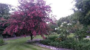 Blomstrer i juni med tætte, fyldte, røde blomster. Rodtjorn Og Hvid Syren I Staudebed Pa Engen Picture Of Staudehaven Granly Baekmarksbro Tripadvisor