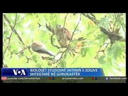 Zogjte Shtegtare Ne Gjirokaster Youtube