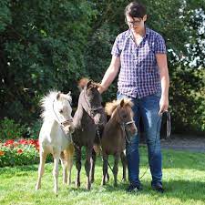 Falabella miniature horse association (fmha). Fort Farm Falabellas Home Facebook