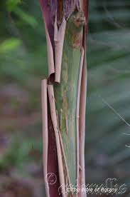 Image result for Lipocarpha nana