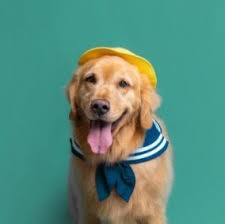 They are a cross between a golden retriever and a labrador retriever. 6 Best Golden Retriever Breeders In Missouri 2021 We Love Doodles