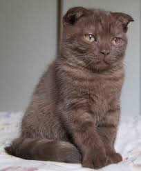 Scottish Fold Dark Chocolate Cat