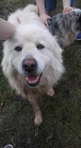 DOG FOUND! Oregon City, Hwy 213 and Spangler.