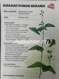 Daun rerama kegemaran simba dan pika. Khasiat Daun Rama Rama Saat Ia Beranjak Remaja Ia Memenangkan Sebuah Sayembara Dan Mendapatkan Hadiah Berupa Seorang Istri