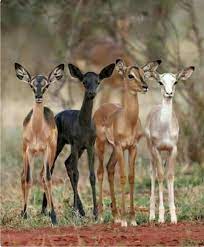 In South Africa Ranchers Are Breeding Mutant Animals To Be Hunted Cute Animals Rare Animals Albino Animals