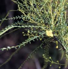 Image result for Parkinsonia aculeata