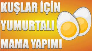 Kuslar Icin Yumurta Mamasi Tarifi Kus Tarifler Yumurta