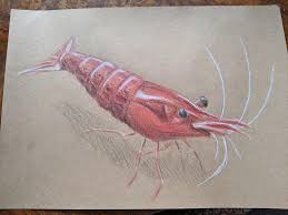 You can edit any of drawings via our online image editor before downloading. Tried To Draw A Shrimp Today Shrimptank