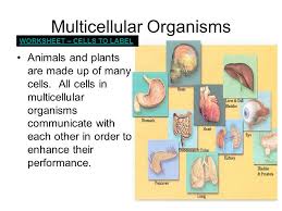 8 organelles found in animal cell are Do Plant Cells And Animal Cells Have All The Same Organelles Stuff Inside The Cell Organelles 1 Plant Cells Have Cell Walls And Chloroplasts Animal Ppt Download