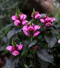 Image result for Tinnea coerulea