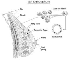 In addition, the skin may have ridges or appear pitted, like the skin of an orange (called peau d'orange). Breast Cancer Symptoms Diagnosis Treatment Southern Cross Nz