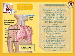 Untuk lebih jelasnya, kamu bisa melihat gambar di bawah ini. Jelaskan Proses Pernafasan Perut Jelaskan Proses Inspirasi Dan Ekspirasi Pada Pernapasan Perut