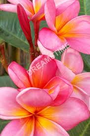 Pin On Frangipani Flower