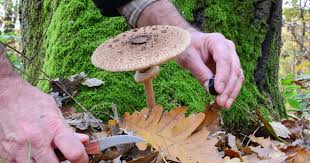 Les champignons étant des aliments particulièrement aqueux, si vous souhaitez préserver leur texture croquante et leur saveur intense, il vaut mieux les congeler cuits que crus. Lepiote Ou Coulemelle Ingredient Tout Savoir Sur Lepiote Ou Coulemelle 750g