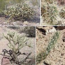 It is located on the campus of stanford university (within the stanford university arboretum. Pdf Felger R S S Rutman J Malusa And M A Baker 2014 Ajo Peak To Tinajas Altas A Flora In Southwestern Arizona Part 7 Eudicots Cactaceae Cactus Family Phytoneuron 2014 69 1 95