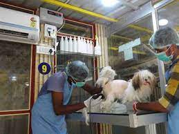 We are specialised to take care of dogs and cat health. Grooming For Dogs Grooming For Dogs In Chennai Grooming For Dogs In Tamilnadu Grooming For Dogs In India Dog Grooming In Chennai Pet Grooming In Chennai Hotel For Dogs
